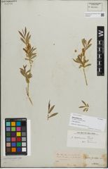 Foto von Salix caspica Pall.